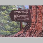 20060822_22Sequoia_004 copia.jpg